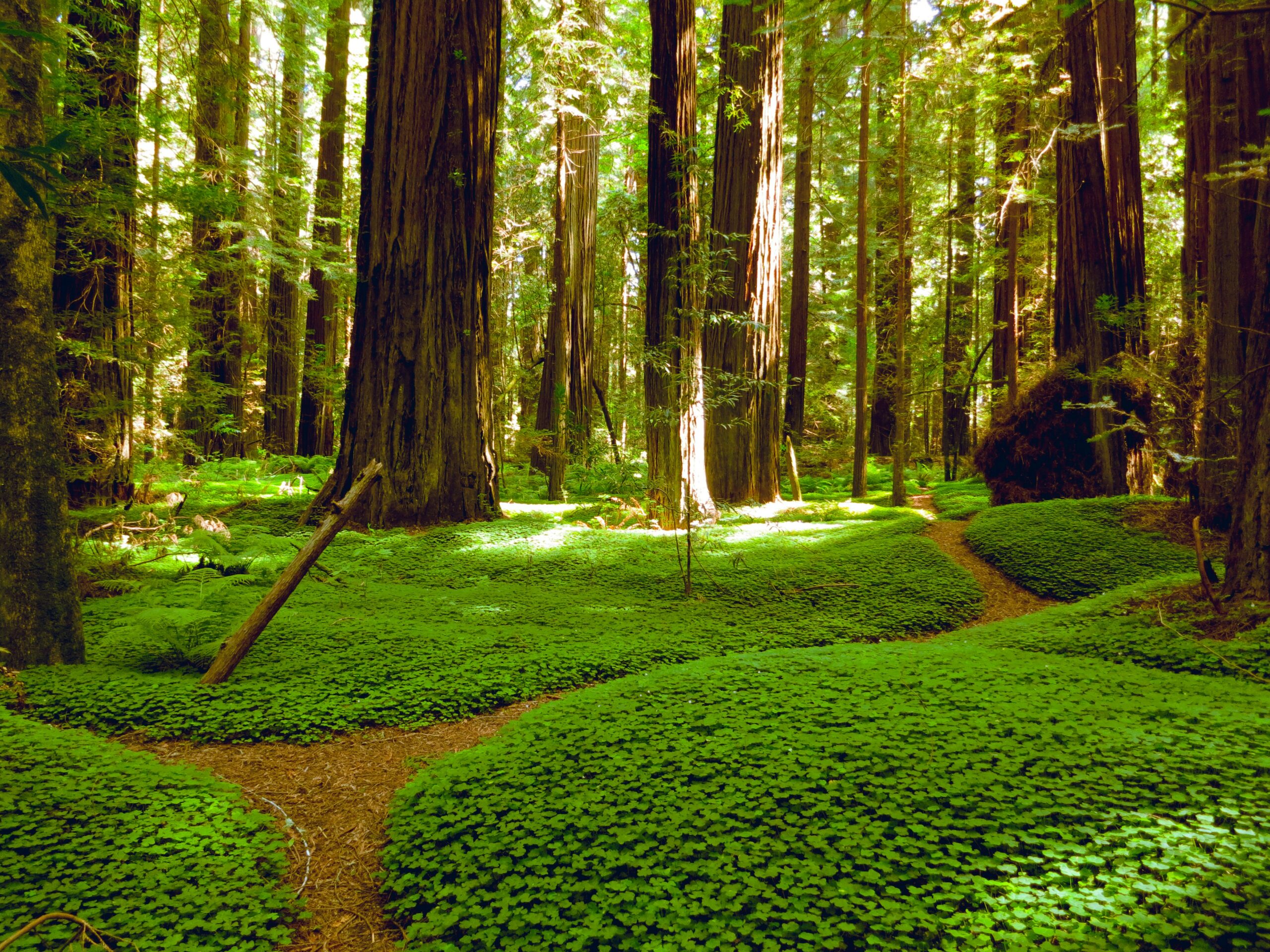 Redwoods killer scenery!